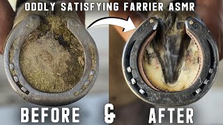Full Hoof Restoration-Rim Pad-Farrier ASMR- Oddly Satisfying