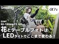 【作例多数】SmallRigで花・テーブルフォト撮影｜LEDライトで写真はここまで変わる！