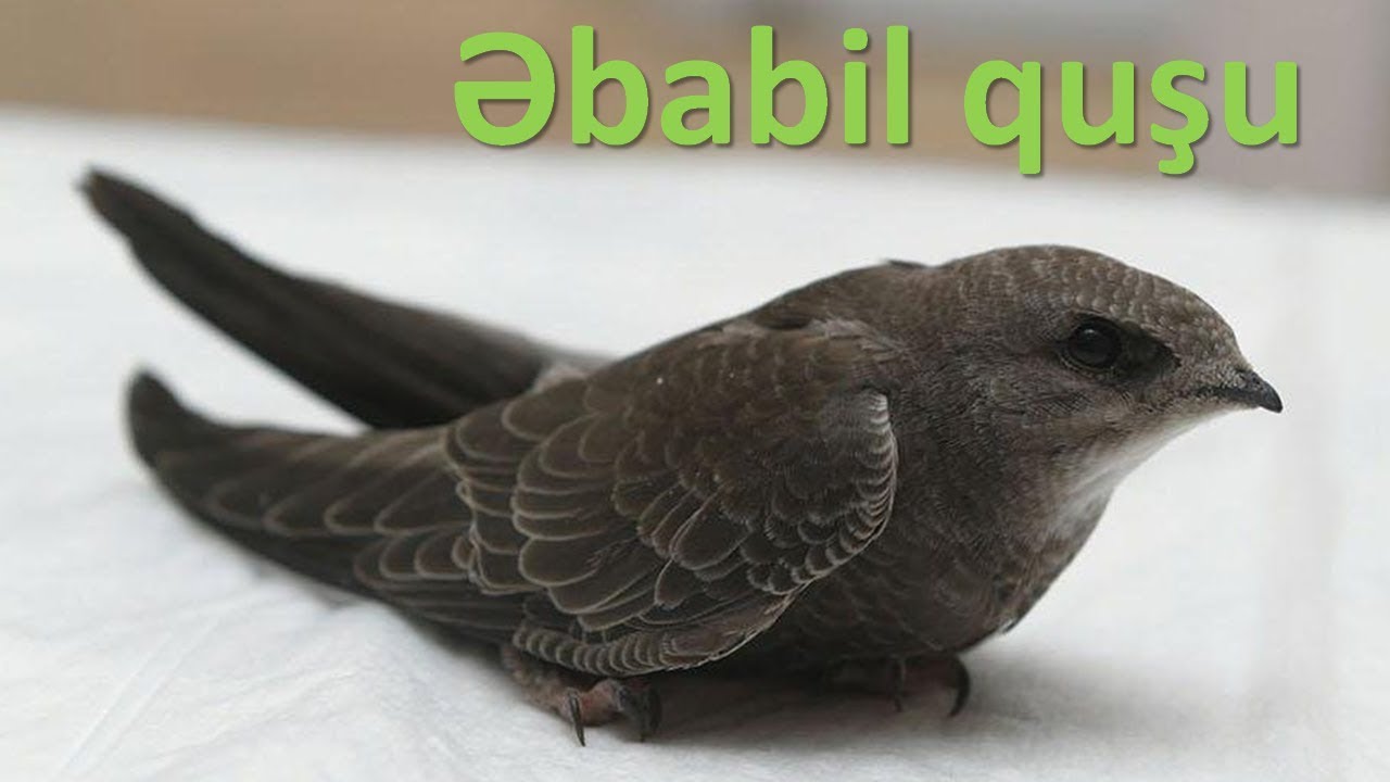 əbabil