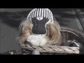 Chien shihtzu  ipso  best of