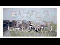 ありがとう arigato  / いきものがかり ikimonogakari     【カバーソング:045】