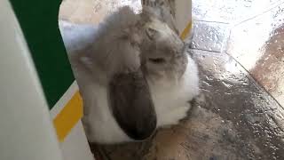 Rayne Furry Flop Ear Rabbit Bunny is resting in her Duck Resting Pose meditating on Life. by Rayne Rabbit Adventures 601 views 9 months ago 48 seconds