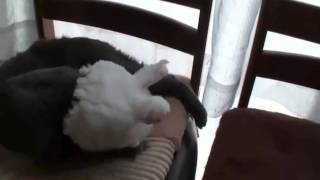 Wile E Cat.avi
