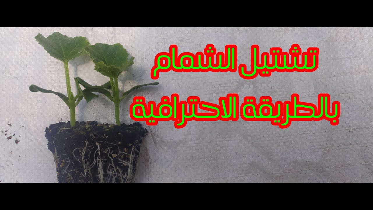 زراعة الشمام من البذور وطرق التعامل لأنتاج الأشتال