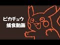 【実写】ピカチュウ捕食してみた。【茶番】