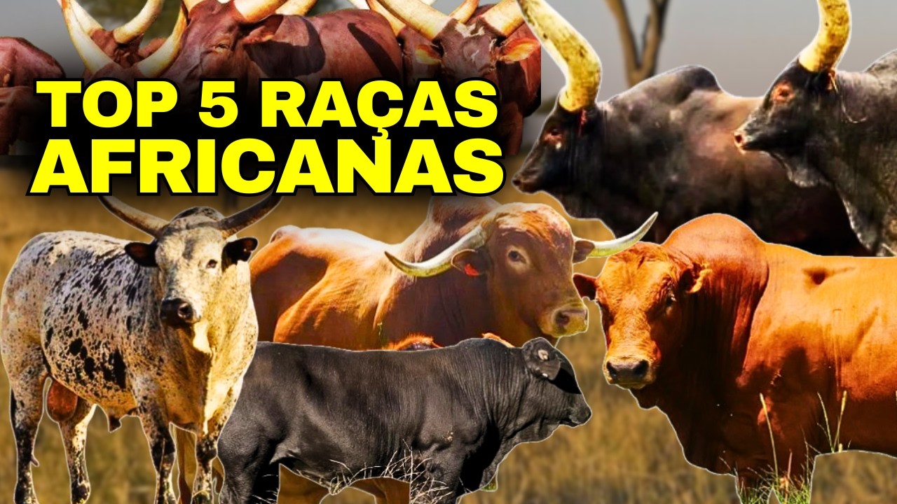 5 RAÇAS DE GADO AFRICANAS que impressionam!