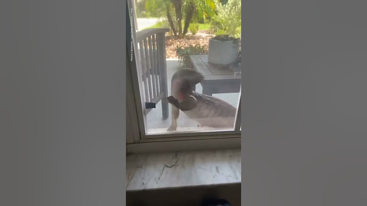Monitor lizard attempts to break into house | USA TODAY #Shorts