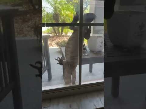 Monitor lizard attempts to break into house | USA TODAY #Shorts