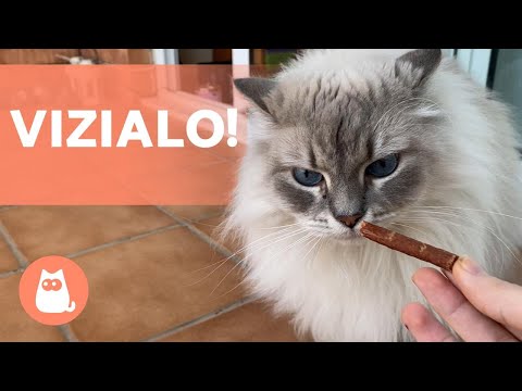 7 RICOMPENSE per GATTI 😻🌿 Premia il tuo micio!