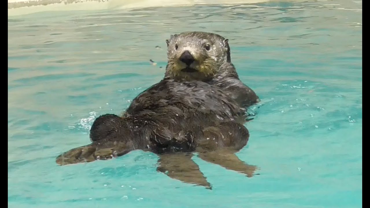 鳥羽水族館のラッコ（メイ＆ロイズ）