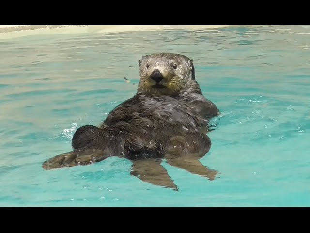 鳥羽水族館のラッコ（メイ＆ロイズ） - YouTube