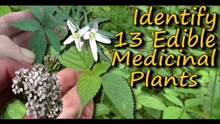 A Video Identification Guide To Edible & Medicinal Plants - Pt. 2