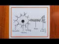 How To Draw Neuron Diagram Easily / Structure Of Neuron Drawing / Nerve Cell Drawing /Neuron Drawing