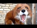 Cherry red fox screaming. What's happening?