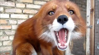 Cherry red fox screaming. What's happening?