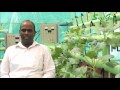 SoilLess AEROPONICS Home garden +91-9944018800