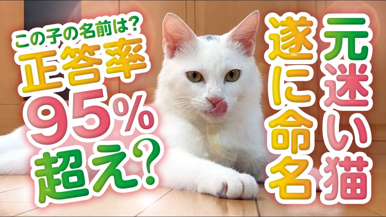 非常識に人懐っこい元迷い猫、誰もが予想通りの名前に決定!?
