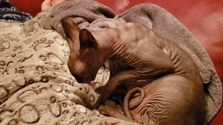 Video 2240141: sphynx grooming, clean sphynx