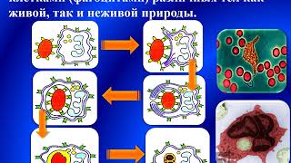 Патология - Лекция - Воспаление