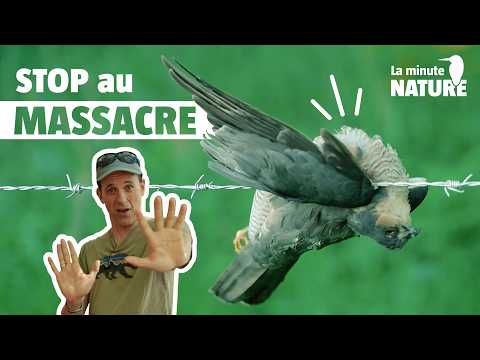 Let's save all the trapped animals!