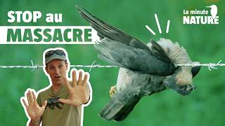 Sauvons les animaux piégés !