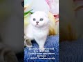 #шотландскаявислоухая #котята