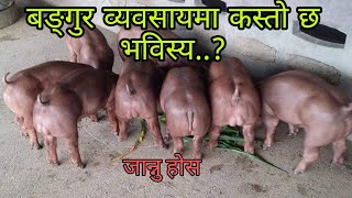 के बङ्गुर पालनमा साचै कमाई हुन्छत ?