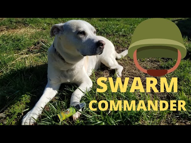 Baiting swarm traps with Swarm Commander! This stuff gets the bees  interested! 