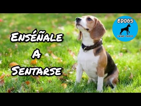 Enseña a tu perro a SENTARSE - ¡Aprende en 5 minutos!