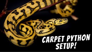 Famous How To Setup A Juvenile Carpet Python! Net Worth