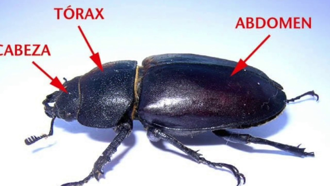 Artropodos - YouTube