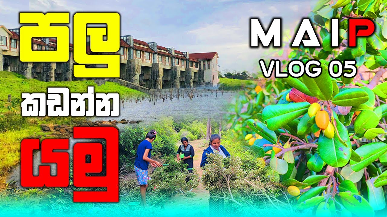 යාන් ඔය ලස්සන වනයක පලු කඩන්න ගිය අපේ අලුත්ම අත්දැකීම  - Palu Harvest in Sri Lanka #ceylon