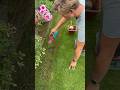 Summer Thin Lawn Repairs Summer Thin Lawn Repairs