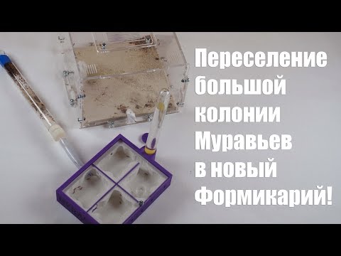 ПЕРЕСЕЛЕНИЕ БОЛЬШОЙ КОЛОНИИ