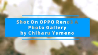 OPPO Reno3 Aのカメラで写真たくさん撮ってみた