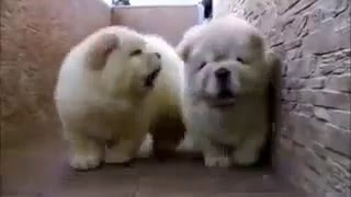 dog's the best !!! by Ani P. 10 views 8 years ago 1 minute, 40 seconds