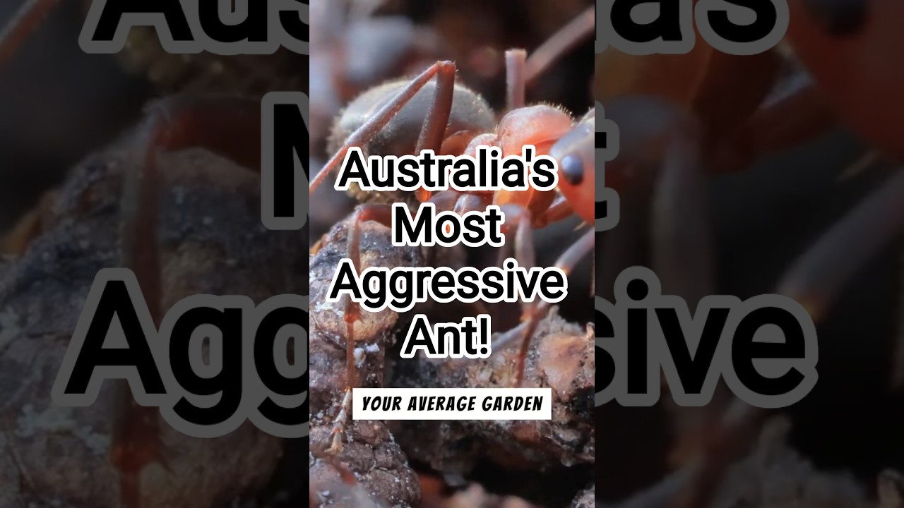 Australia's Most Aggressive Ant!🐜
