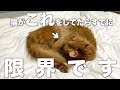 猫が飼い主に助けを求めている時に見せる行動