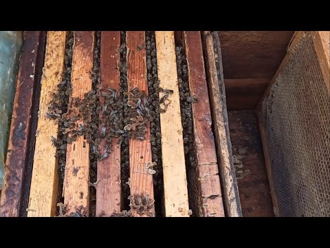 ПРИЧИНЫ ГИБЕЛИ ПЧЁЛ ЗИМОЙ И РАННЕЙ ВЕСНОЙ.