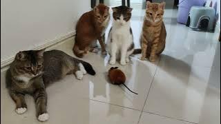 produk recommended. mainan tikus rc utk pet