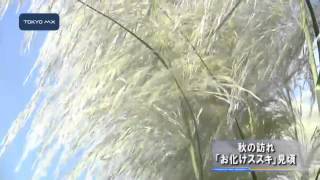 秋の訪れ　「お化けススキ」見頃