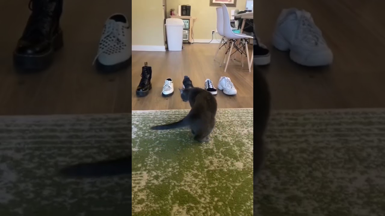 Cat Picks My Outfit EP2 : Fall Outfit Inspiration