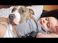 Baby and Pitbull Dog - Funny Dog Loves Baby Compilation