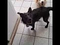 Papinho, c/ a Mila, e Whopper! #bordercollie #viralata #shortvideo #cachorrosdivertidos #shorts #dog