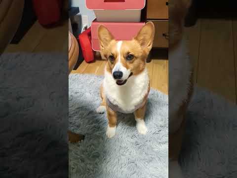 今日もコーギースマイルが満開🌸かわいくて癒やされる    #コーギー #かわいい  #癒し犬