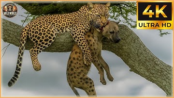 Craziest Leopard Attacks Ever Caught On Camera  #wildanimals | Animal Documentary #9