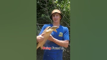 That Time We Encountered A GIANT Softshell Turtle! 🌟 #turtlewatching #turtle #reptiles #wildlife