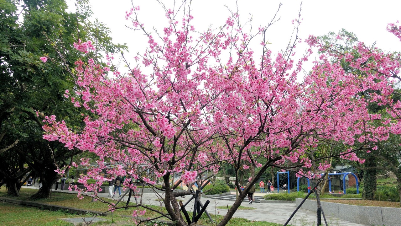 202602象山公園山櫻花