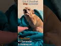 Top 5 Funniest Dog Moments #top5 #funny #fail