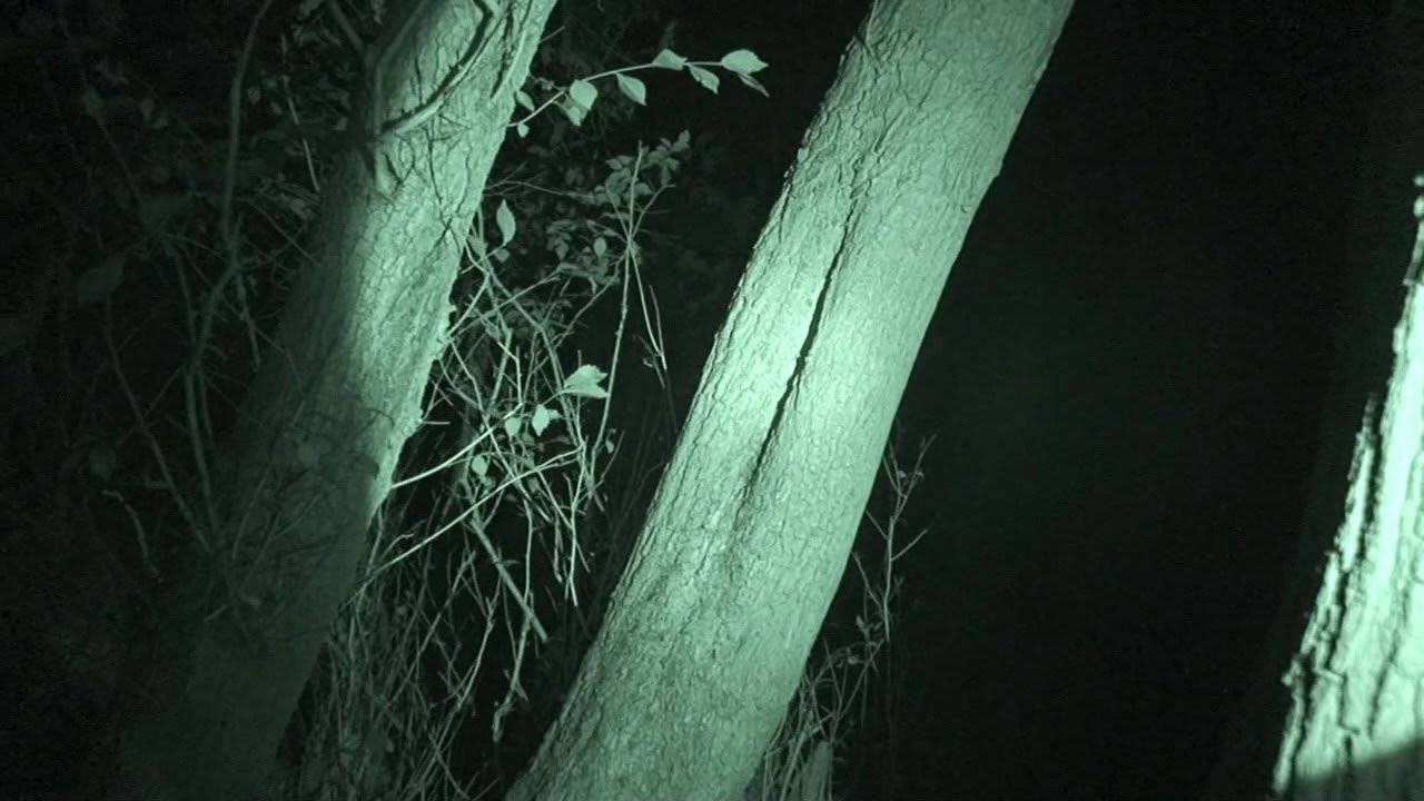 Bats filmed in Infrared YouTube